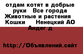 отдам котят в добрые руки - Все города Животные и растения » Кошки   . Ненецкий АО,Андег д.